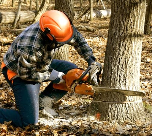 Tree Removal in Coello, IL